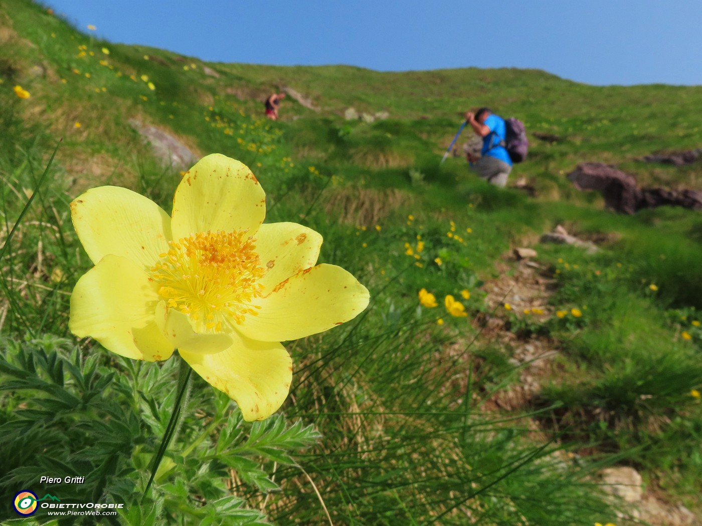 14 Pulsatilla alpina sulphurea (Anemone sulfureo).JPG